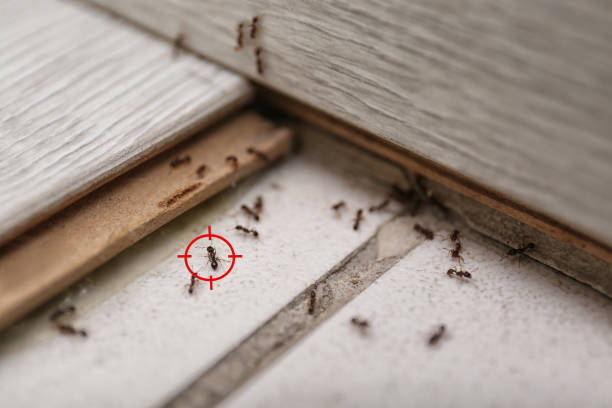 Best Pest Prevention Services  in Vaville, CA