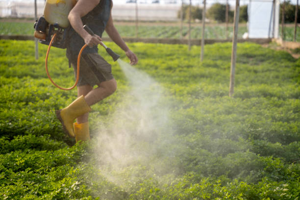 Best Ant Control Services  in Vaville, CA