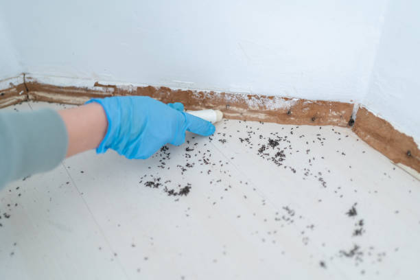 Best Cockroach Control Services  in Vaville, CA